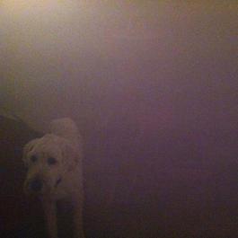 Dog In The Fog 2012 Oneohtrix Point Never Dog In The Fog 2012 Oneohtrix Point Never