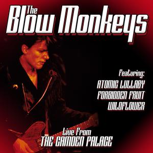 อัลบัม Live From London ศิลปิน The Blow Monkeys