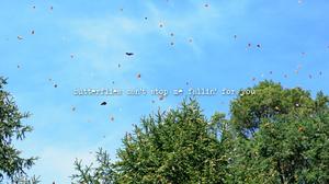 default video 1000x562 img