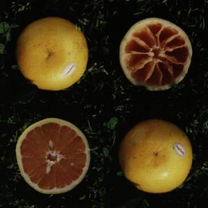Orange Cake Mix的專輯Pink Grapefuit