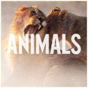 收聽Maroon 5的Animals歌詞歌曲